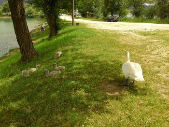 Sheep on field