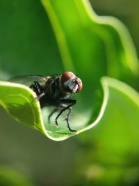 Close-up of insect on leaf