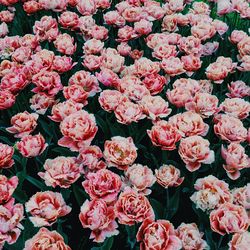 Close-up of pink flowers