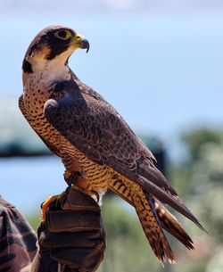 Close-up of a hand holding bird