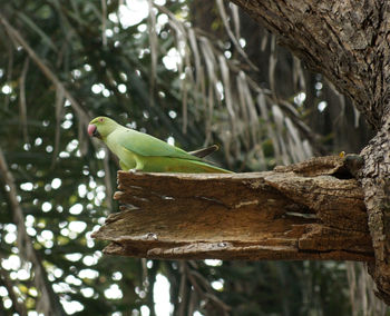 Close-up of bird perching on branch