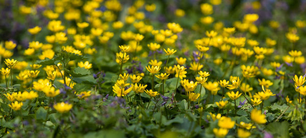 Close-up of yellow flowering plants on field