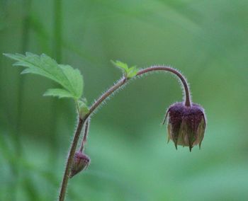 Close-up of plant