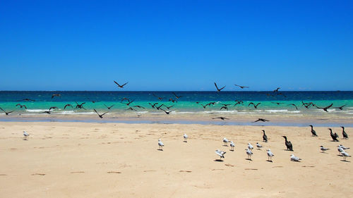 Birds flying over beach against clear blue sky