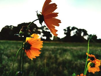 Close-up of flowers blooming in field