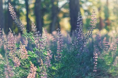 Close-up of purple flowering plants on field