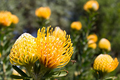 Close-up of yellow flower