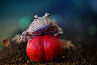 Close-up of frog on red fruit