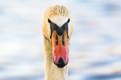 Close-up of swan