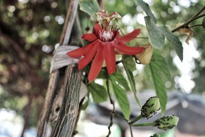 Close-up of red flowering plant