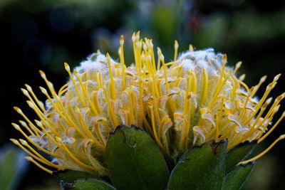 Close-up of yellow flowering plant