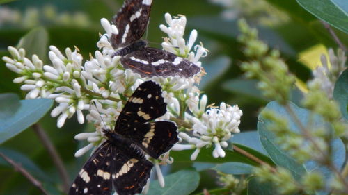 Close-up of butterfly pollinating on flower