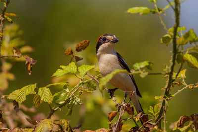 Close-up of bird perching on branch