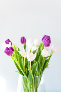 Close-up of pink roses against white background