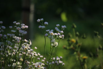 Close-up of white flowers