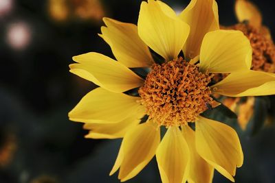 Close-up of yellow flowering plant