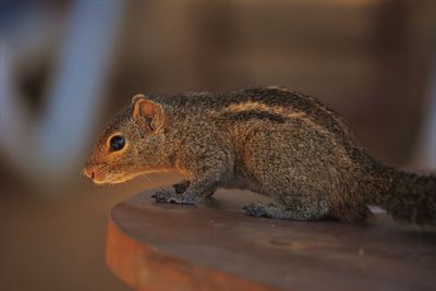 Close-up of squirrel