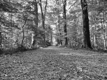 Trees in forest during autumn