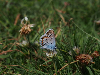 Close-up of butterfly on grass