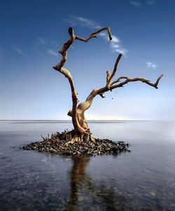 Driftwood on tree by sea against sky