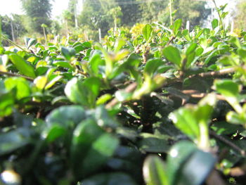 Close-up of fresh green plants