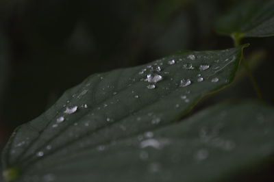 Close-up of water drops on leaves