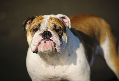 Close-up portrait of dog