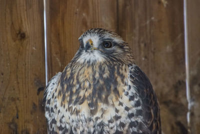 Close-up of owl