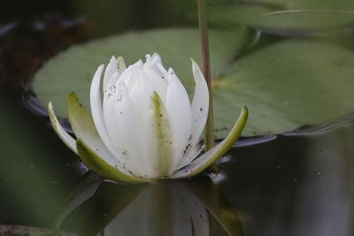 Close-up of white lily