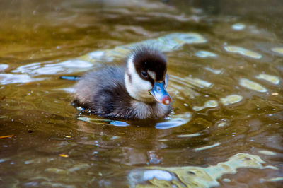 Close-up of duck swimming in lake