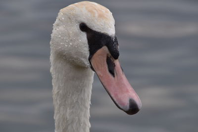 Close-up of bird in water