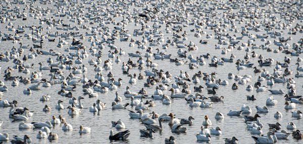 Flock of geese on  lake