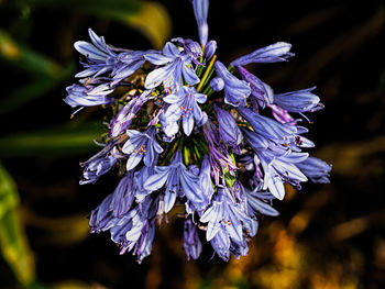 Close-up of purple flowering plant