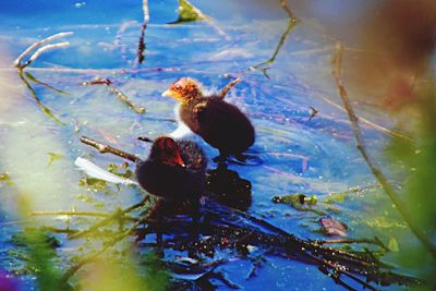 Close-up of duck swimming in lake