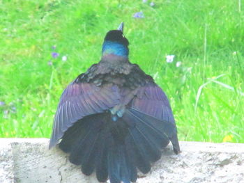 Rear view of bird perching on grass