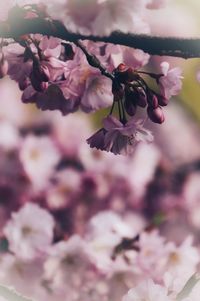 Close-up of pink cherry blossoms