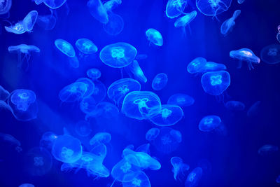 Jellyfish in sea