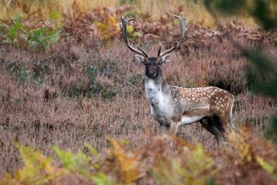 Portrait of deer standing amidst plants on field