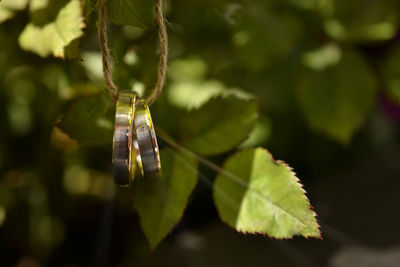 Close-up of leaf on plant