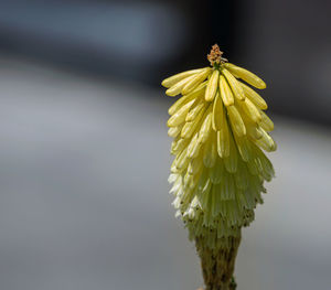 Close-up of flower