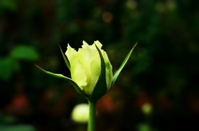 Close-up of plant against blurred background