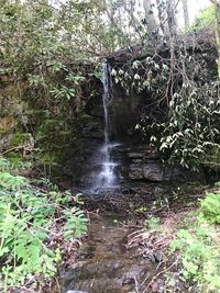 Scenic view of waterfall in forest