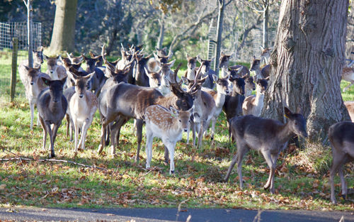 Deer on tree trunk