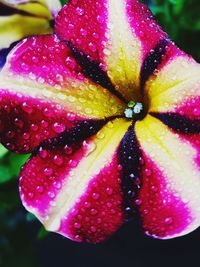 Close-up of wet red flower