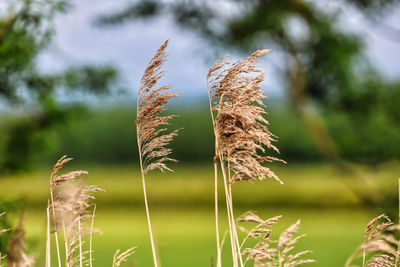 grass