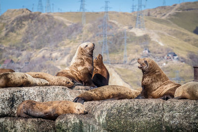 Group of sea lions on rock at sea