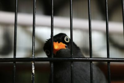 Close-up of bird in cage