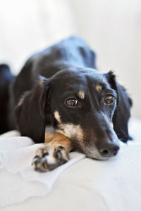 Close-up portrait of a dog