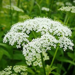 Close-up of white flowers blooming outdoors