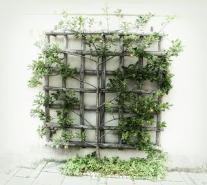 Potted plants on the wall